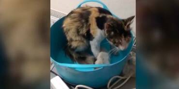 Tokat'ta-havalandırma-borusuna-düşen-kedi-yavrularını-itfaiye-kurtardı