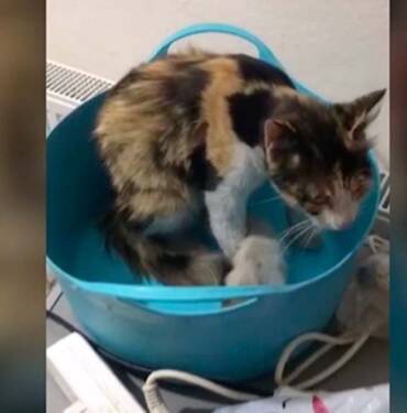 Tokat'ta-havalandırma-borusuna-düşen-kedi-yavrularını-itfaiye-kurtardı