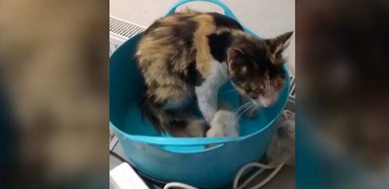 Tokat’ta havalandırma borusuna düşen kedi yavrularını itfaiye kurtardı