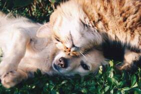 4-ayda-16-bin-498-evcil-hayvan-sahipleri-tarafından-terk-edildi