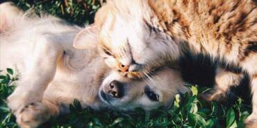 4-ayda-16-bin-498-evcil-hayvan-sahipleri-tarafından-terk-edildi