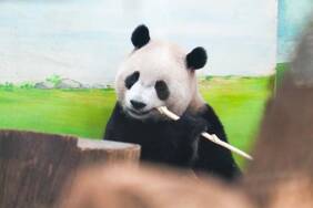 Araştırma--Hayvanat-bahçesindeki-pandalar-'jetlag'-yaşıyor-olabilir