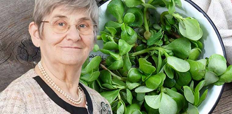 Canan Karatay ısrarla önerdi! Sofranızdan eksik etmeyin: Doğanın şifalı hazinesi semiz otu