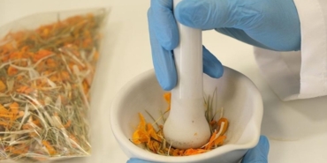 Çiğdem çiçeğinin cilt hastalıklarının tedavisinde etkili olabileceği belirlendi!