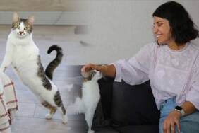 Diyarbakırlı-öğretmenden-yürekleri-ısıtan-sevgi--Sahiplendiği-3'ü-engelli-8-kediye-şefkatle-bakıyor