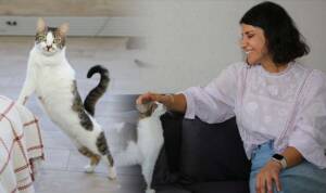 Diyarbakırlı öğretmenden yürekleri ısıtan sevgi: Sahiplendiği 3'ü engelli 8 kediye şefkatle bakıyor