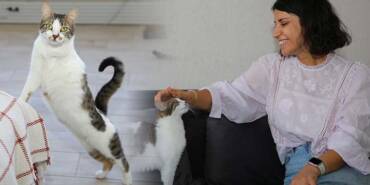 Diyarbakırlı-öğretmenden-yürekleri-ısıtan-sevgi--Sahiplendiği-3'ü-engelli-8-kediye-şefkatle-bakıyor