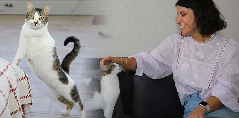 Diyarbakırlı öğretmenden yürekleri ısıtan sevgi: Sahiplendiği 3’ü engelli 8 kediye şefkatle bakıyor