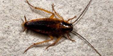 Hamam-böceklerini-evden-uzaklaştırmanın-4-basit-yolu!-Birçok-kişi-deneyip-faydasını-gördü-1