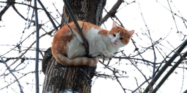 İngiltere'de evden kaçan kedi, 11 yıl aradan sonra sahibine kavuştu!