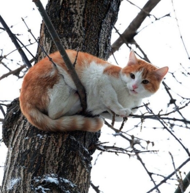 İngiltere'de evden kaçan kedi, 11 yıl aradan sonra sahibine kavuştu! 9 İngiltere'de evden kaçan kedi, 11 yıl aradan sonra sahibine kavuştu!