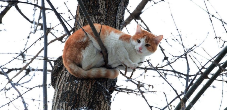 İngiltere'de evden kaçan kedi, 11 yıl aradan sonra sahibine kavuştu! 1 İngiltere'de evden kaçan kedi, 11 yıl aradan sonra sahibine kavuştu!