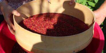 Kaynatıp-içildiğinde-vücudu-baştan-aşağıya-yeniliyor--Saldırıyı,-bakteriyi-erken-yok-edip-çare-oluyor