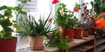 Saksı-dibinde-neden-bitlenme-olur--Bitlenmeyi-yok-etme-tekniği...-Kesinlikle-işe-yarıyor!