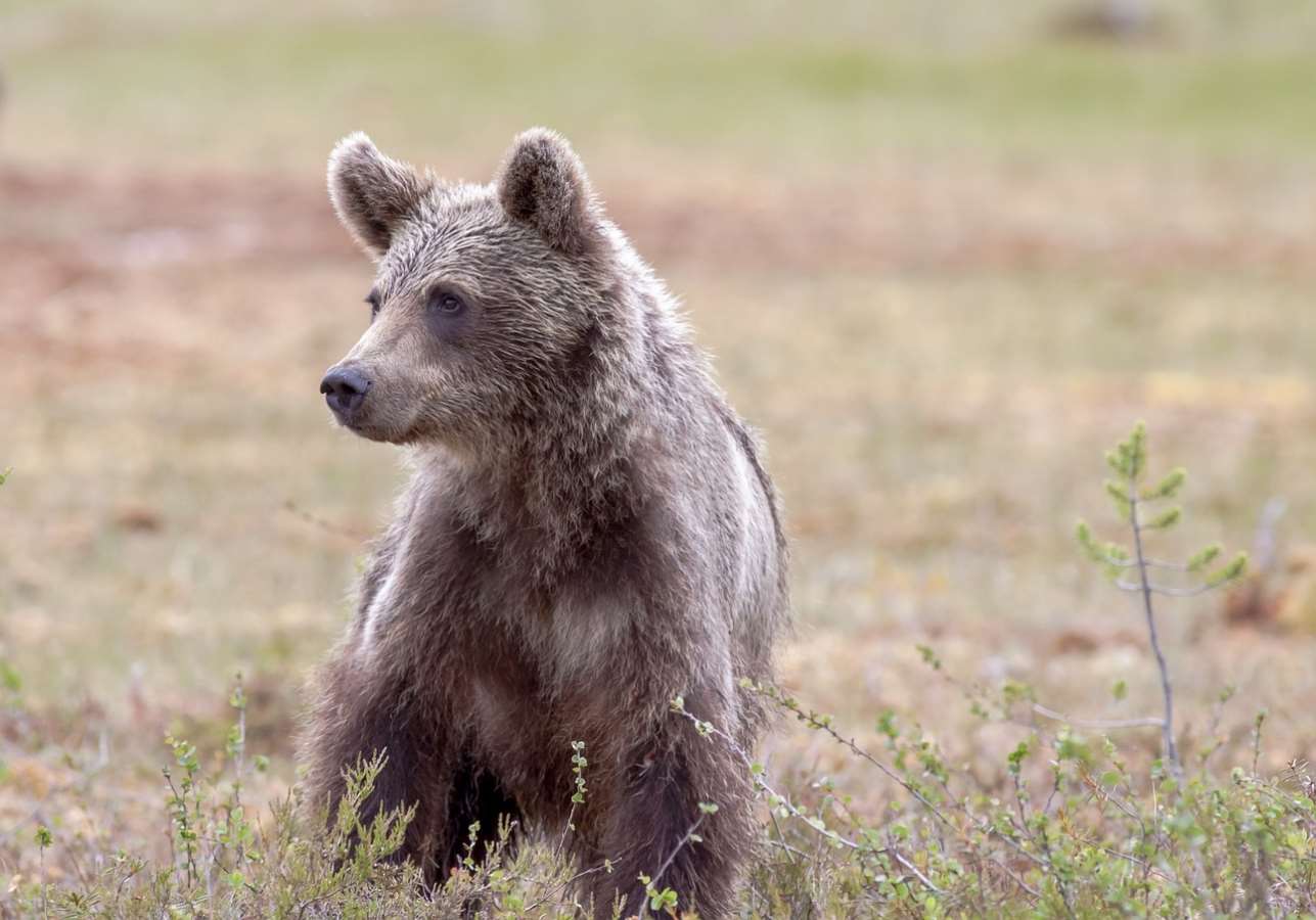 Kış uykusuna hazırlanan ayılardan korunmak için "yüksek ses çıkartın" uyarısı