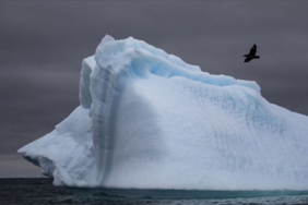 Antarktika'da ilk kez kuş gribi görüldü 10 Antarktika'da ilk kez kuş gribi görüldü