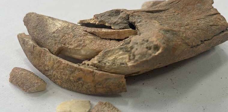 Apemeia Antik Kenti’nde büyük bir kedi türüne ait çene kemiği parçası bulundu