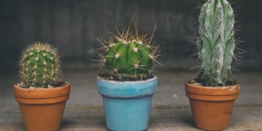 Evdeki kötü enerjiyi yok eden 3 çiçek! Bereket ve bolluk getiriyor