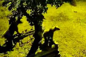 Kastamonu'da-armut-ağacına-çıkan-ayılar-kameraya-yansıdı