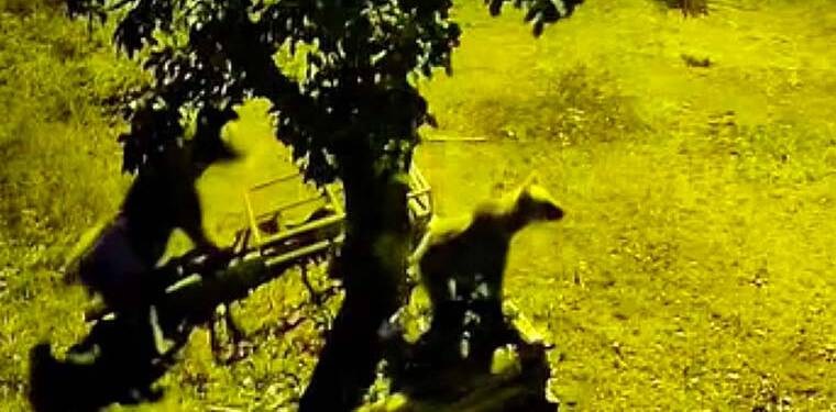 Kastamonu’da armut ağacına çıkan ayılar kameraya yansıdı