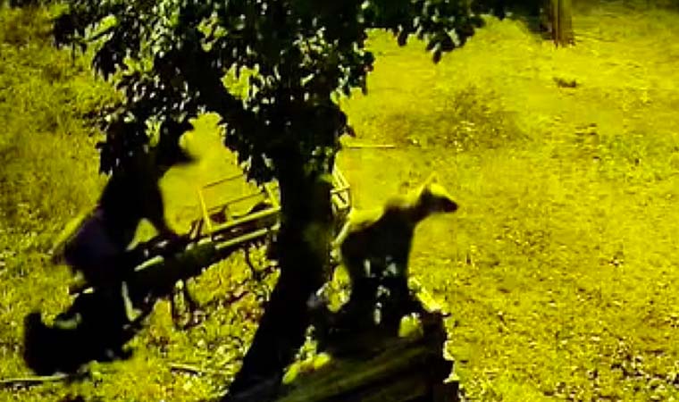 Kastamonu'da armut ağacına çıkan ayılar kameraya yansıdı
