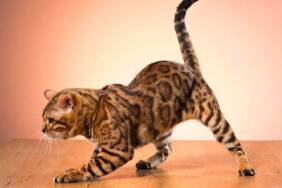 Kediler-neden-4-ayak-üstüne-düşer--Fiziksel-yeteneklerinin-sırrı