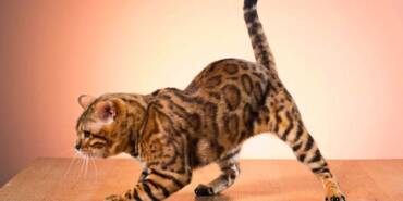 Kediler-neden-4-ayak-üstüne-düşer--Fiziksel-yeteneklerinin-sırrı