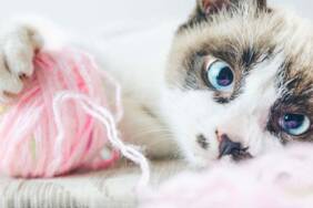 Kediler-neden-ağlar--Kedilerin-sorunlarını-anlamak-ve-çözmek-için-yapılması-gerekenler