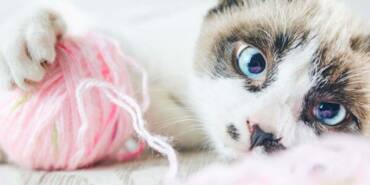 Kediler-neden-ağlar--Kedilerin-sorunlarını-anlamak-ve-çözmek-için-yapılması-gerekenler