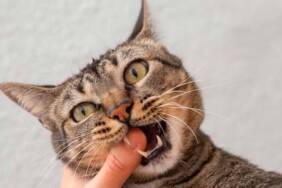 Kediler-neden-ısırır--Kedilerin-ısırma-davranışının-psikolojik-analizi