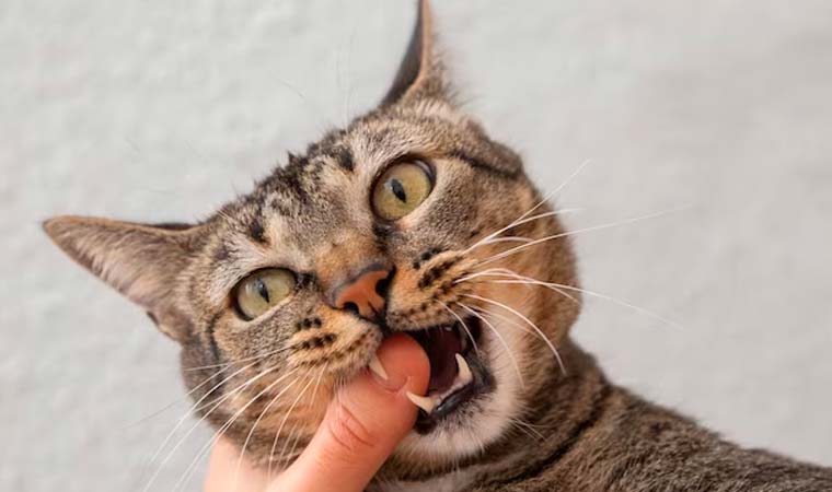 Kediler neden ısırır? Kedilerin ısırma davranışının psikolojik analizi