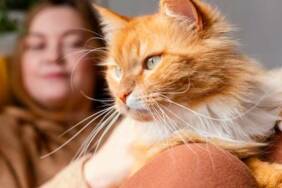 Kediler-neden-kusar--Kusmanın-sebepleri-ve-kedinizin-sağlığı-için-öneriler