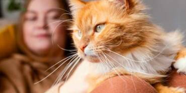 Kediler-neden-kusar--Kusmanın-sebepleri-ve-kedinizin-sağlığı-için-öneriler