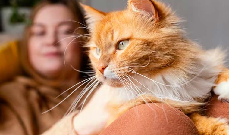 Kediler neden kusar? Kusmanın sebepleri ve kedinizin sağlığı için öneriler