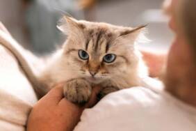 Kediler-neden-masaj-yapar--Fiziksel-ve-duygusal-sebepler