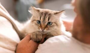Kediler neden masaj yapar? Kedilerin masaj benzeri davranışlarının rahatlatıcı sırlarını keşfedin