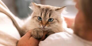 Kediler-neden-masaj-yapar--Fiziksel-ve-duygusal-sebepler