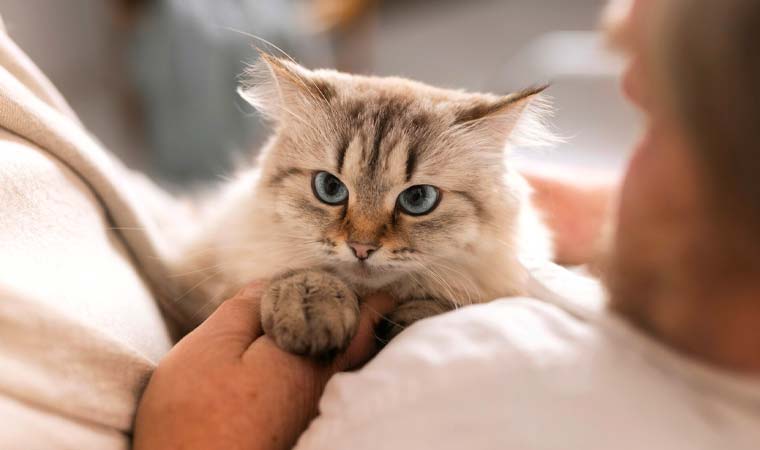 Kediler neden kusar? Kusmanın sebepleri ve kedinizin sağlığı için öneriler