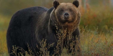 Kış uykusuna hazırlanan ayılardan korunmak için yüksek ses çıkartın uyarısı
