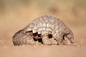 Nijerya'da-1,2-milyon-dolar-değerinde-pangolin-pulu-imha-edildi