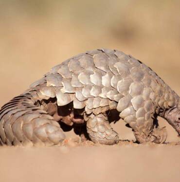 Nijerya'da-1,2-milyon-dolar-değerinde-pangolin-pulu-imha-edildi