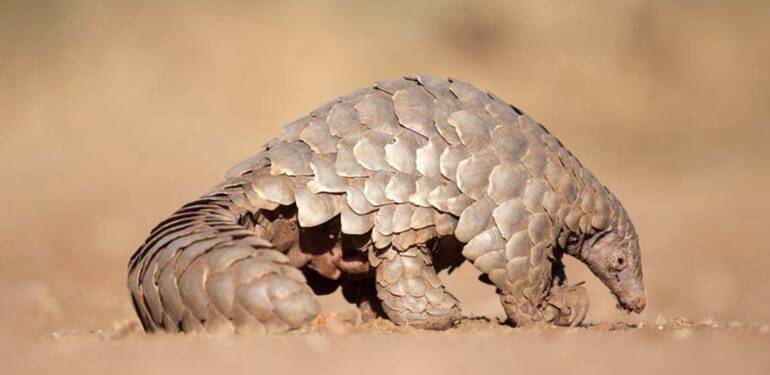 Nijerya’da 1,2 milyon dolar değerinde pangolin pulu imha edildi