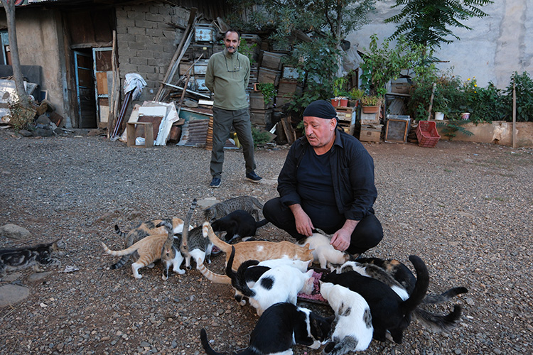 Kedi sevgisi müteahhitlerin tekliflerine "dur" dedirtti