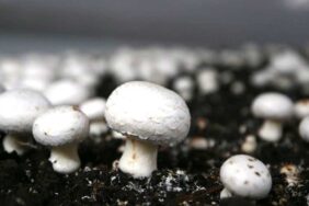 İstanbul'dan-memleketine-dönen-Erzurumlu-bilişimci-mantar-üreticisi-oldu