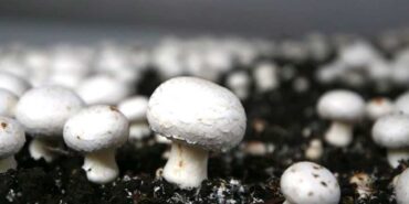 İstanbul'dan-memleketine-dönen-Erzurumlu-bilişimci-mantar-üreticisi-oldu