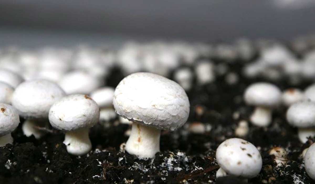 İstanbul'dan-memleketine-dönen-Erzurumlu-bilişimci-mantar-üreticisi-oldu