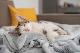 Rüyada-Kedi-Görmek--Gizemli-Semboller-ve-İçsel-Anlamlar