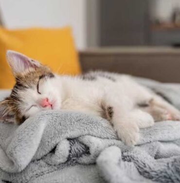 Rüyada Kedi Görmek: Gizemli Semboller ve İçsel Anlamlar 3 Rüyada-Kedi-Görmek--Gizemli-Semboller-ve-İçsel-Anlamlar