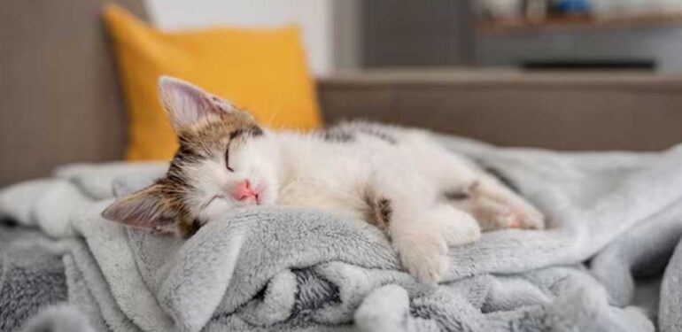Rüyada Kedi Görmek: Gizemli Semboller ve İçsel Anlamlar