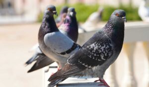 Rüyada Güvercin Görmek: Barış, Huzur ve Manevi Anlamlar